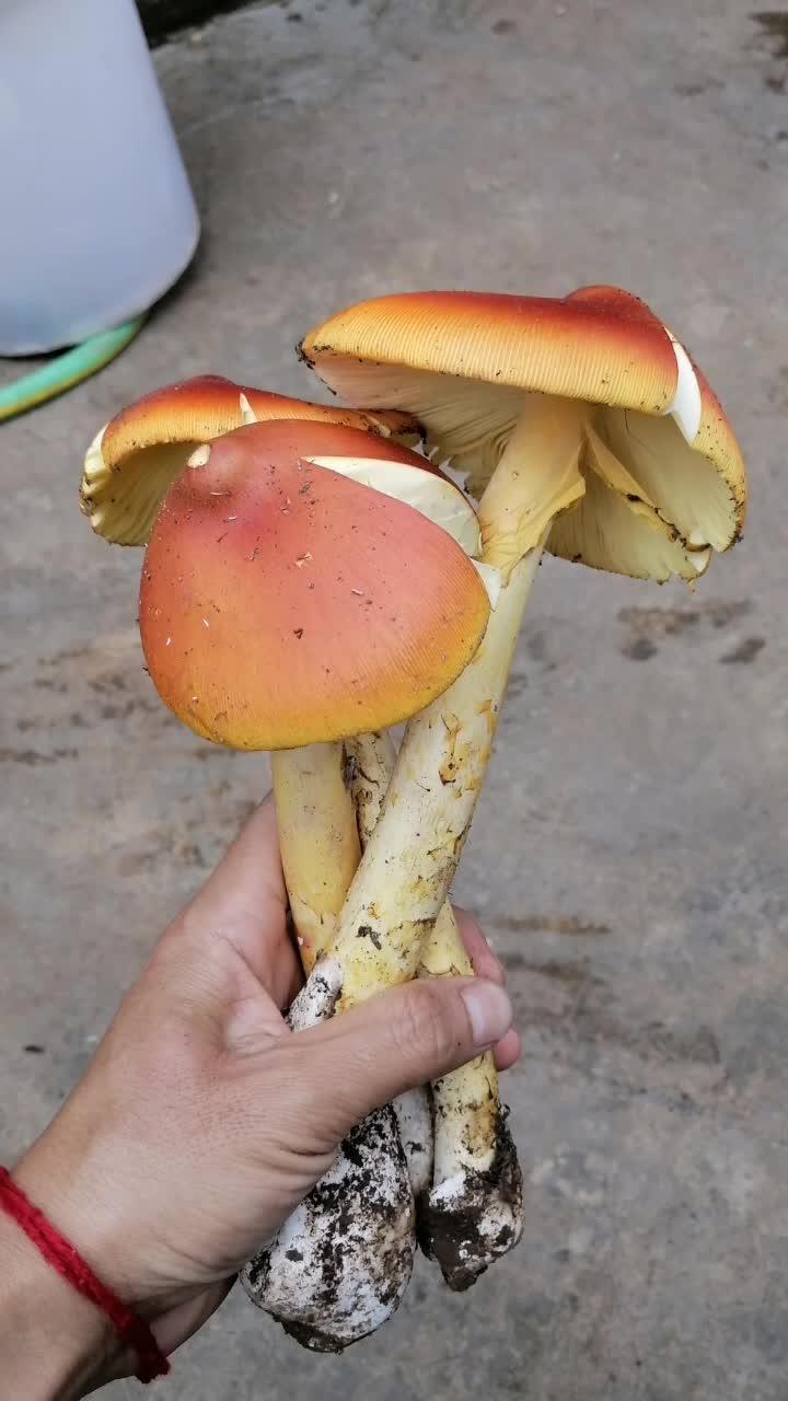 橙盖伞(红黄鹅膏):Amanita caesarea 别名:鹅蛋黄、鸡蛋菌。橙盖伞是非常珍