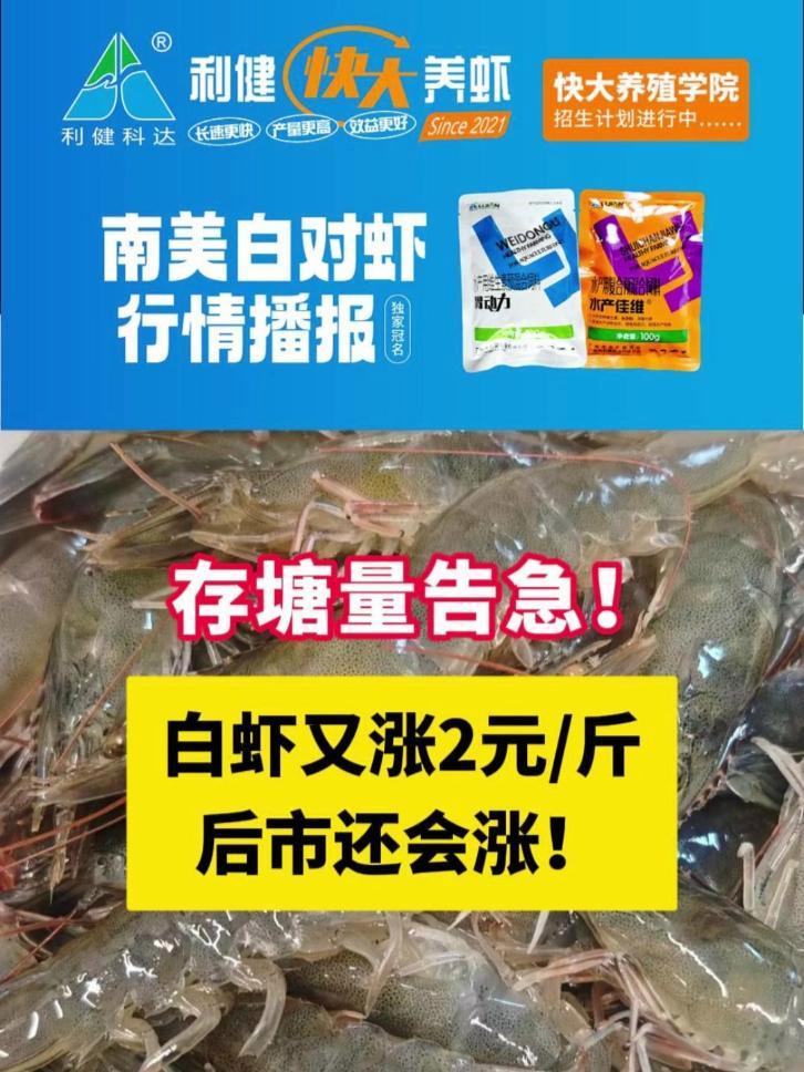 存塘量告急!白虾又涨2元/斤,后市还会涨!对虾 南美白对虾 虾价