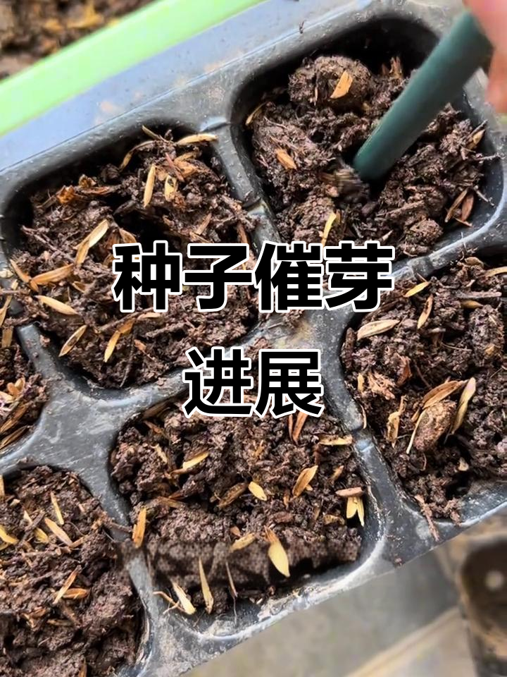 种子催芽大作战,西瓜、小白菜都发芽了!