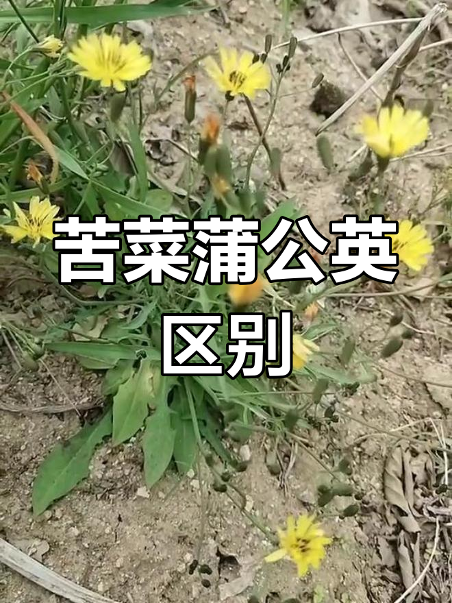 苦菜与蒲公英的区别解析