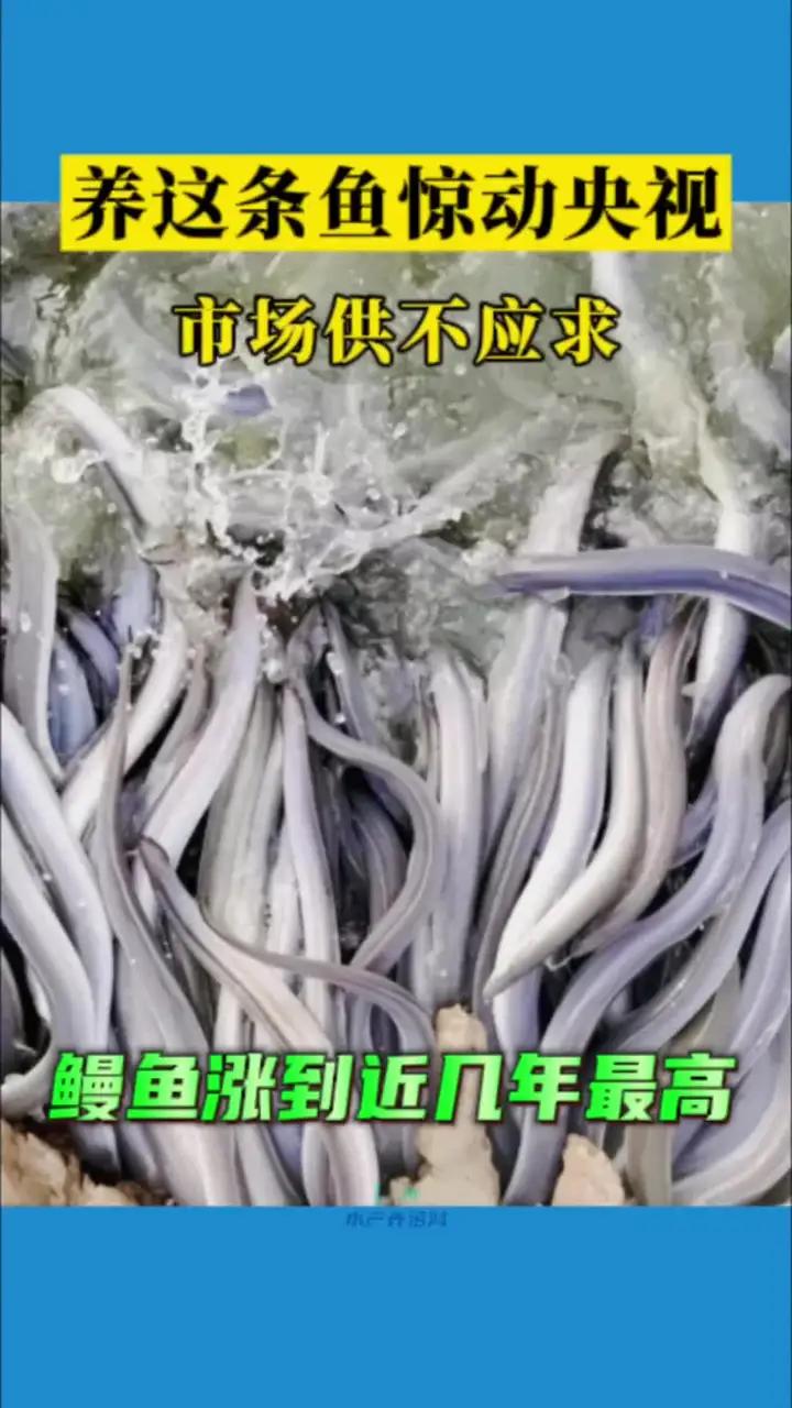 由于至今还无法实现人工繁育鳗苗,养殖鳗鱼只能依靠野外捕捞鱼苗。尤其是今年鳗鱼苗比去年明显减