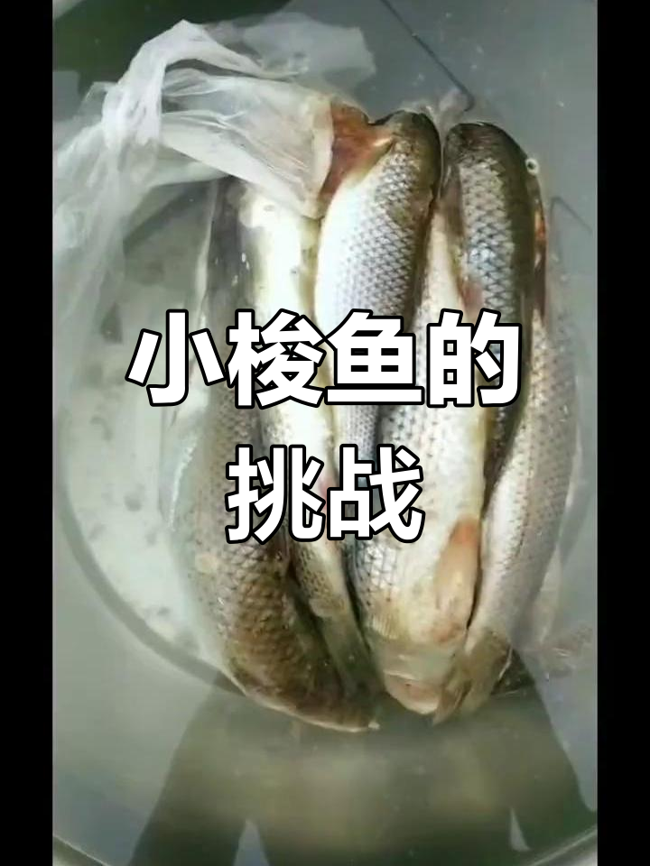 炸小梭鱼,刺多难搞,反复油炸才完美!