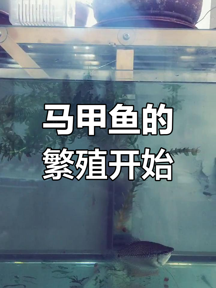 珍珠马甲鱼繁殖过程:第一天,公母适应环境