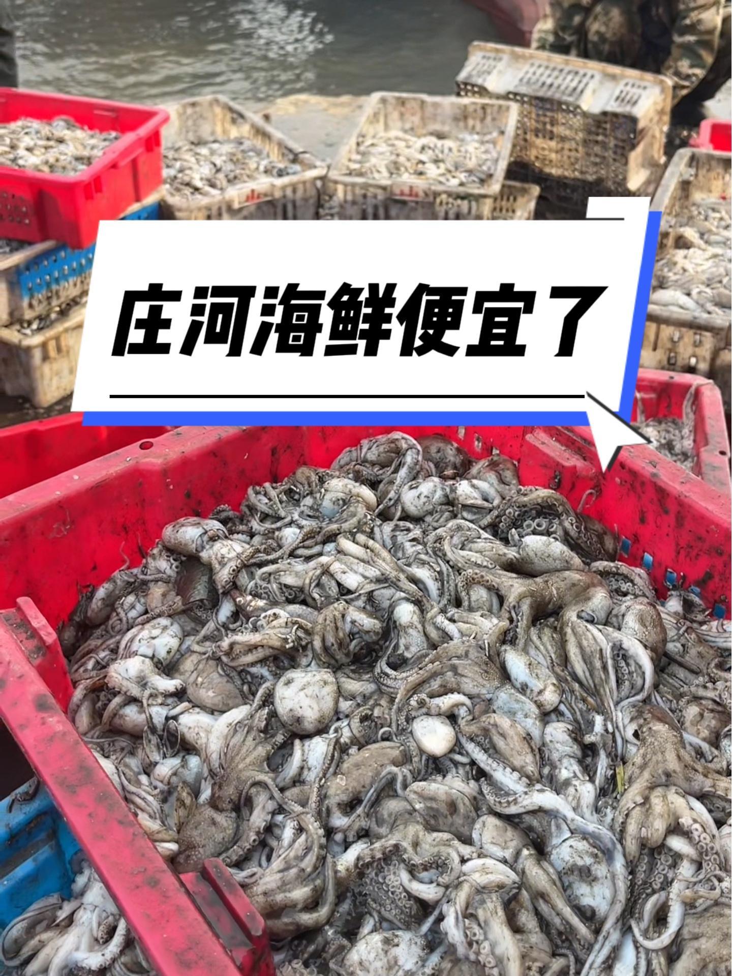 庄河海鲜便宜了 庄河海鲜呱呱地,沙丁鱼真便宜 庄河海鲜 海鲜原产地 八爪鱼