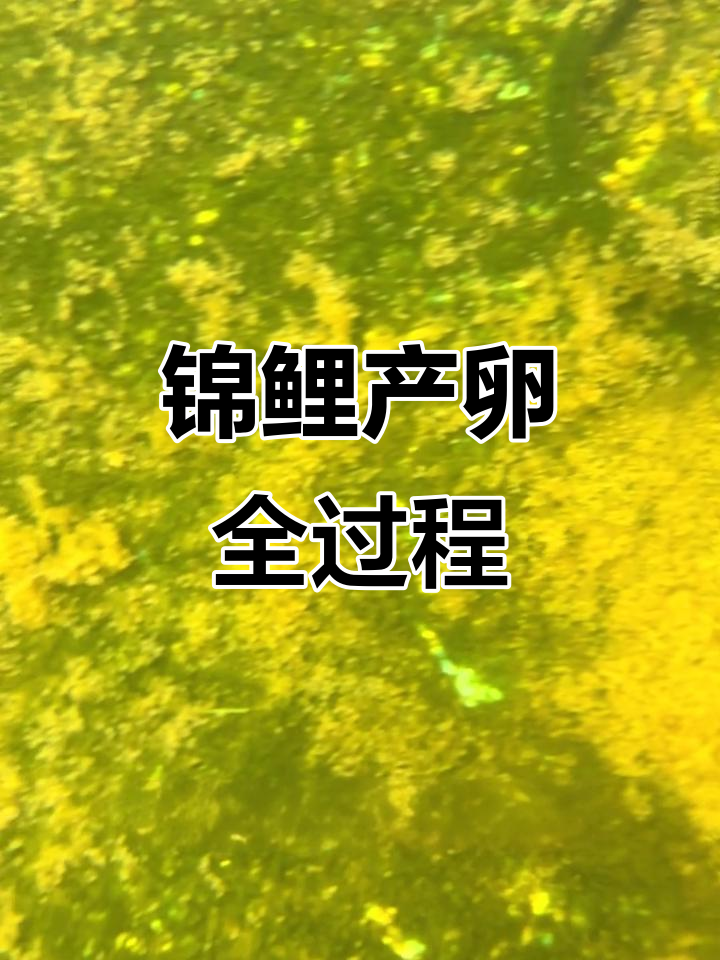 锦鲤产卵大揭秘,黄灿灿的鱼子能孵化吗?