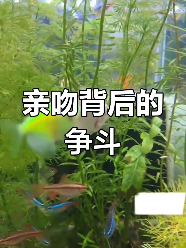 接吻鱼为何“接吻”?