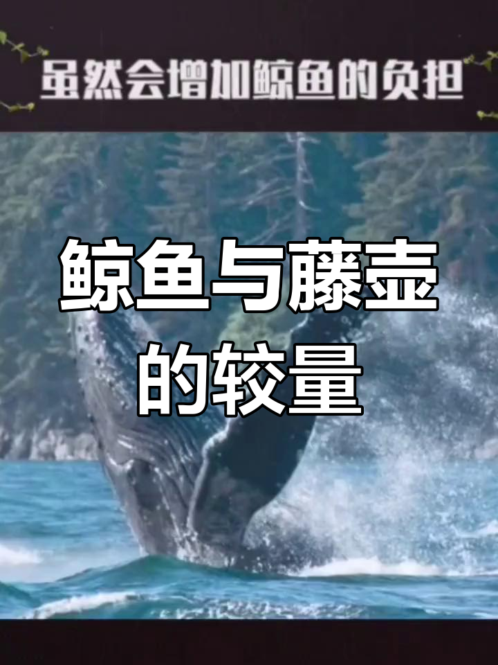 鲸鱼身上的藤壶能清理吗?它们竟是鲸鱼的“武器”