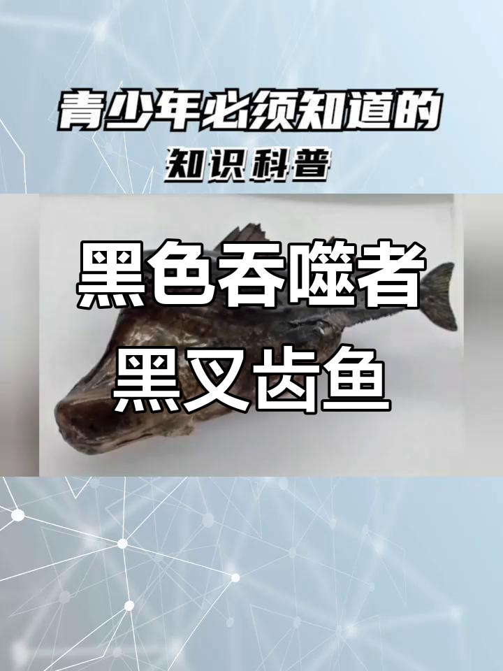 黑叉齿龙:能吞下自身4倍长、10倍重的猎物