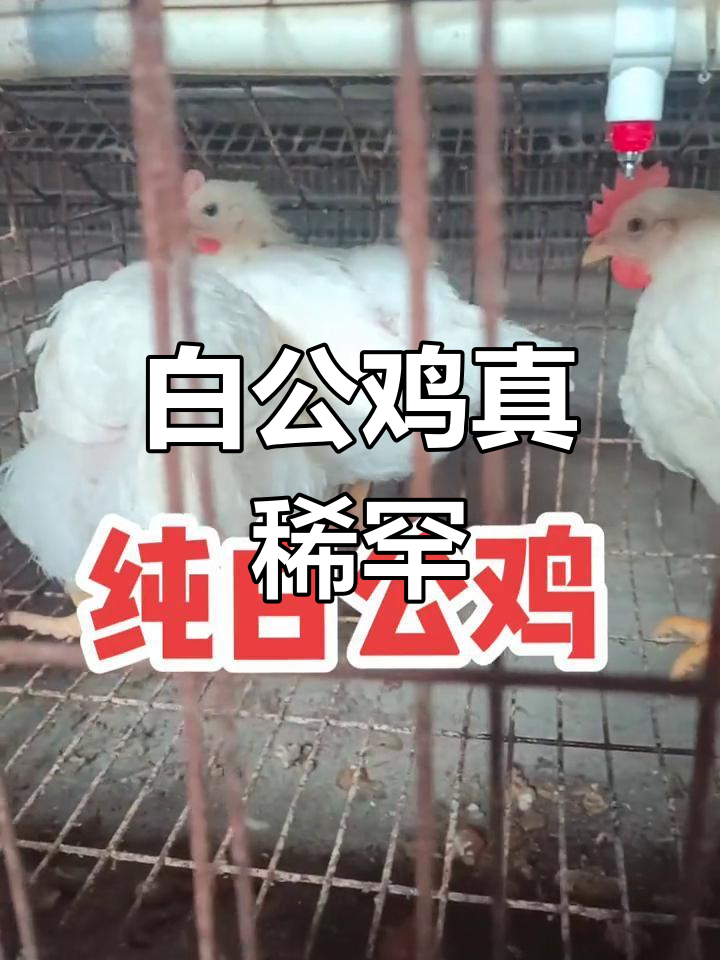 纯白公鸡的稀有魅力