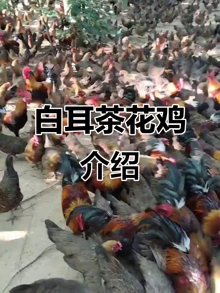 白耳茶花鸡:山鸡的魅力与独特品种