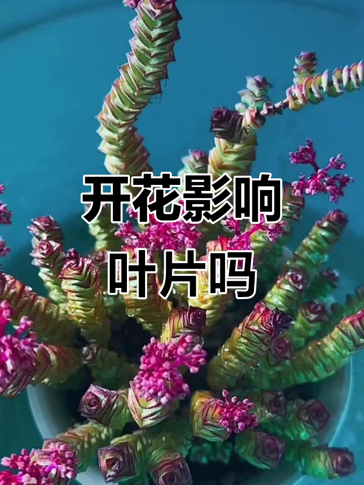 钱串开花后叶片干瘪?真相揭秘及解决方法