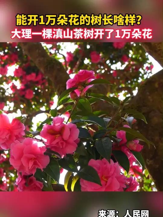 能开1万朵花的树长啥样?大理这棵滇山茶树开了1万朵花!
