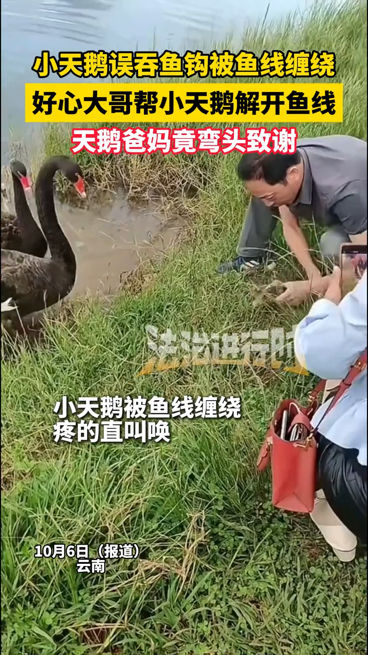 小天鹅误吞鱼钩,好心大哥帮小天鹅解开,天鹅爸妈竟弯头致谢