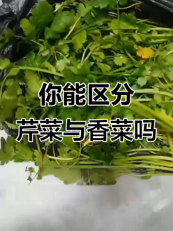 芹菜和香菜傻傻分不清?你家乡话怎么叫它们?