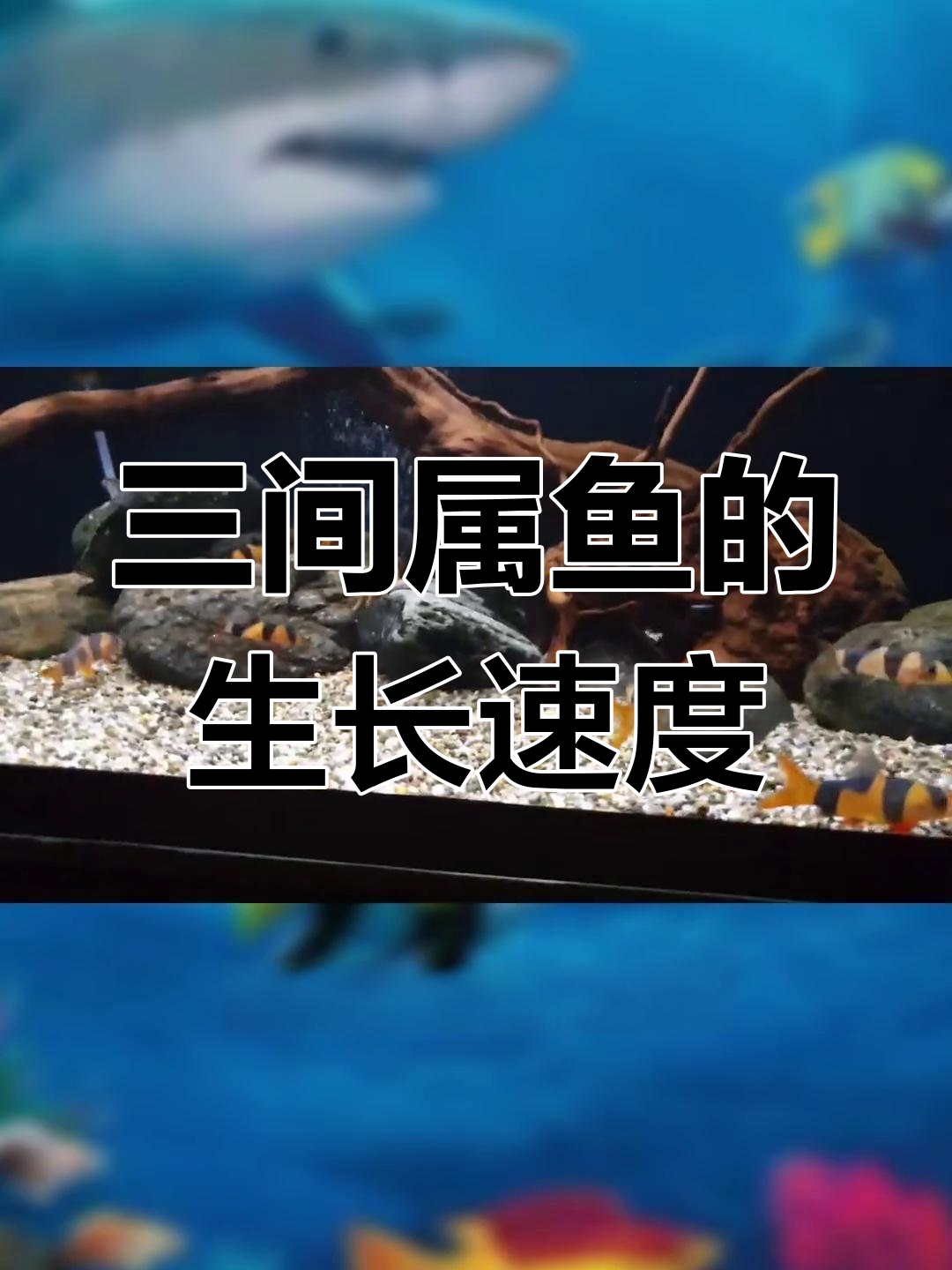 三间属鱼能长多大?