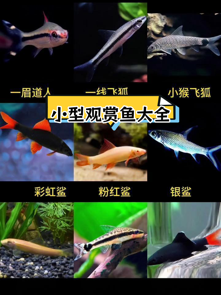 81种小型热带观赏鱼,你了解多少?