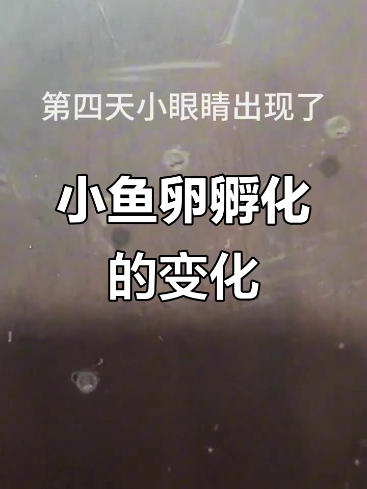 鱼卵孵化四天对比,透明变硬有眼睛