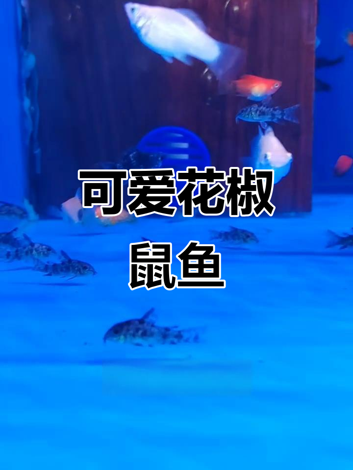 花椒鼠鱼:萌态百出,灵动治愈小精灵