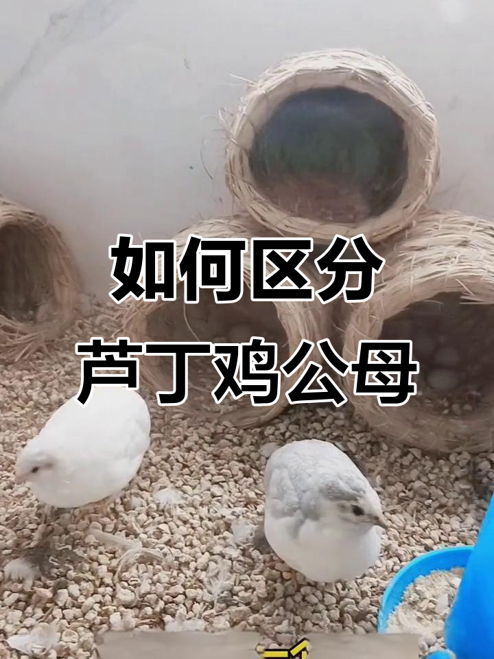 芦丁鸡公母分辨技巧,一看就懂!