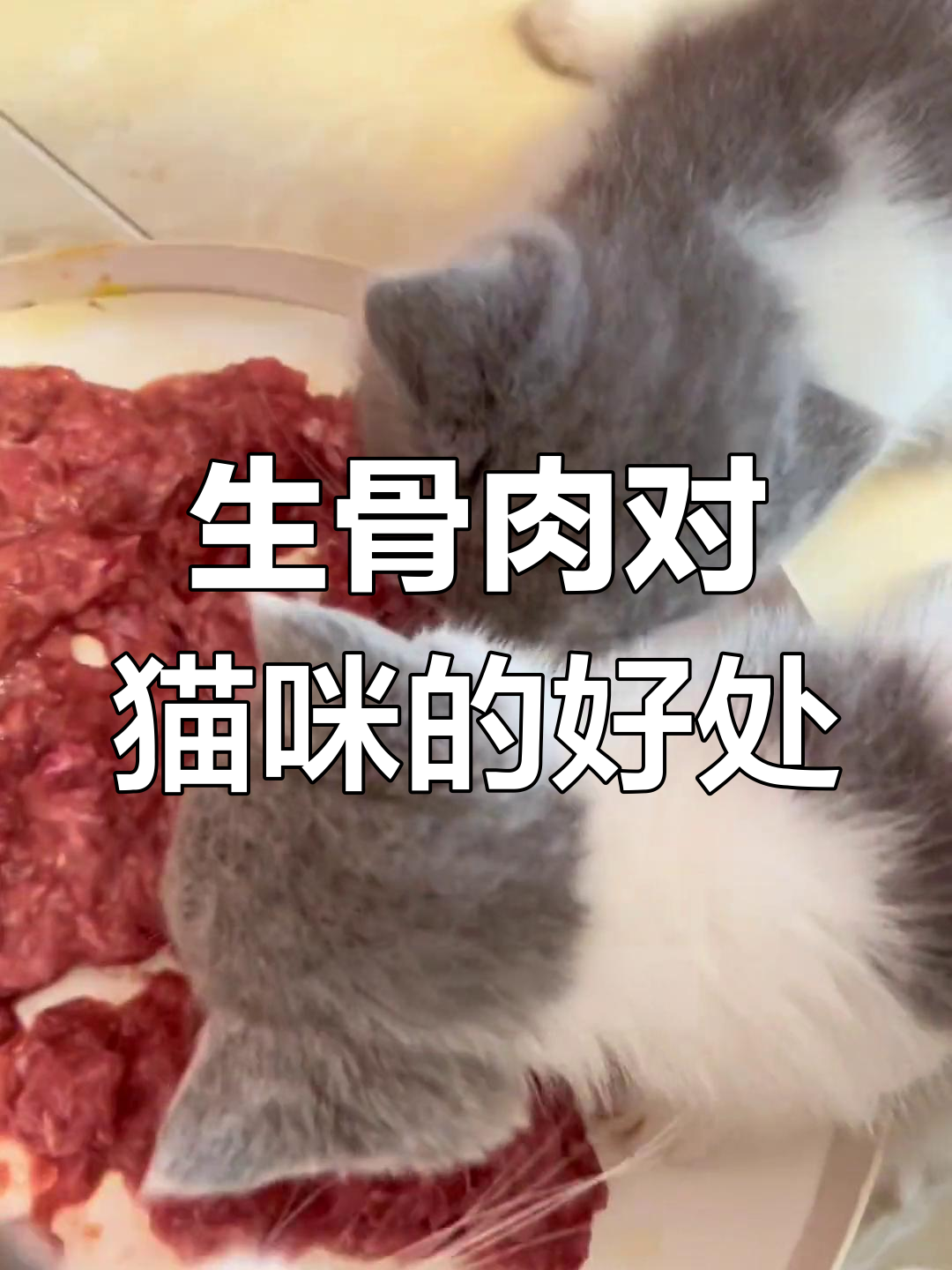 幼猫生骨肉喂养,健康从开始