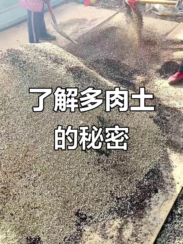 多肉土配比秘籍,轻松掌握根系需求