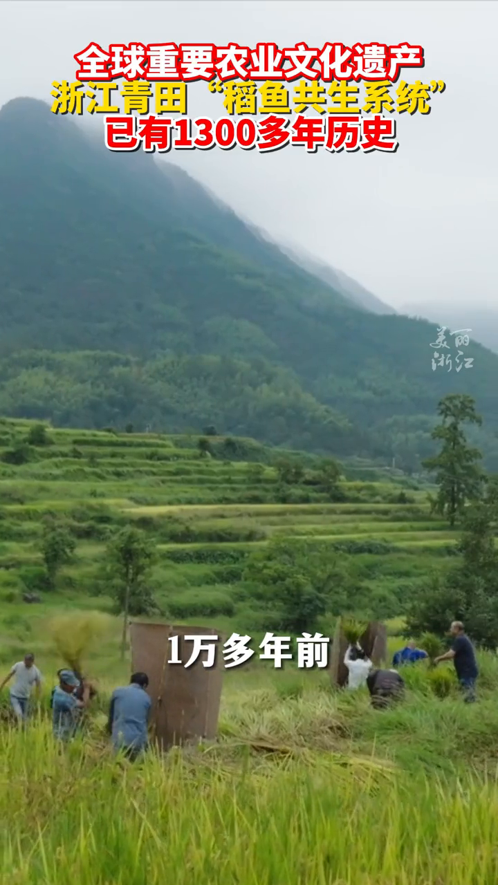 浙江青田“稻鱼共生系统”,已有1300多年历史