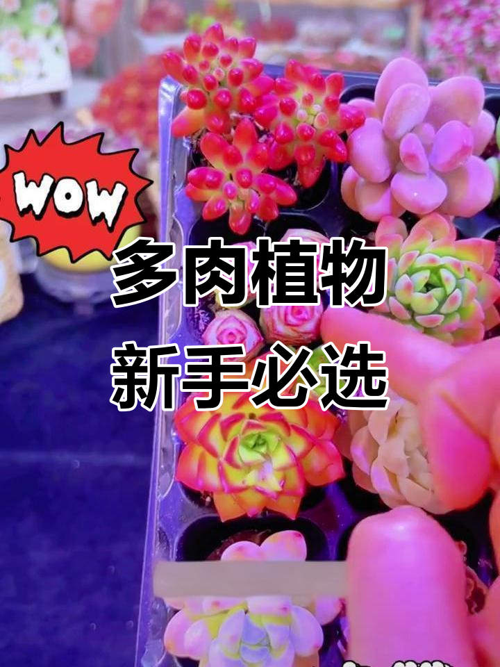 选对多肉，轻松养！香水奶油裸基与转运珠搭配超美