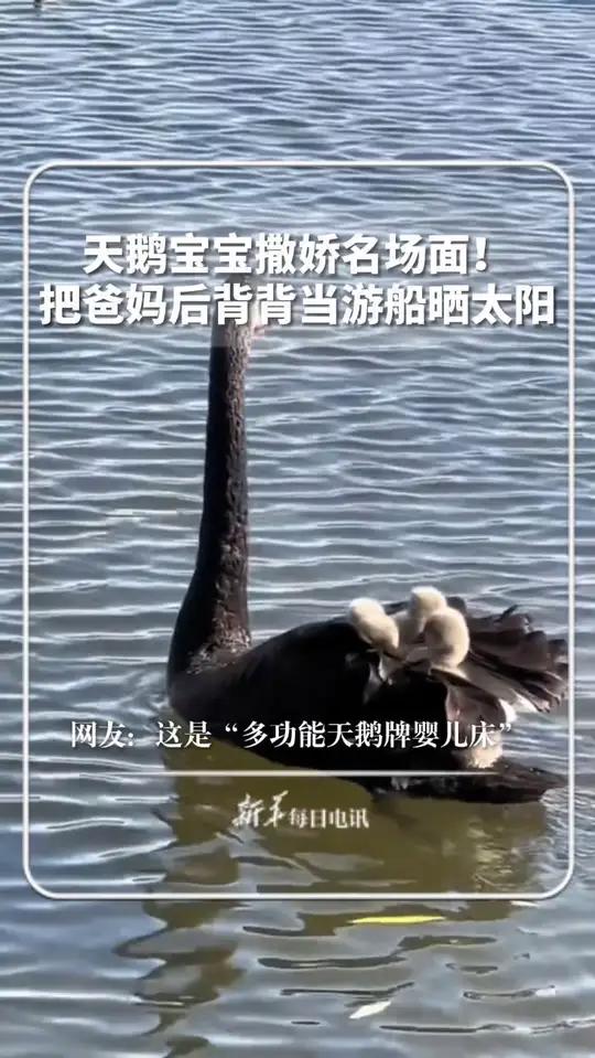 天鹅宝宝撒娇名场面!把爸妈后背背当游船晒太阳,网友:这是“多功能天鹅牌婴儿床”。新华每日电