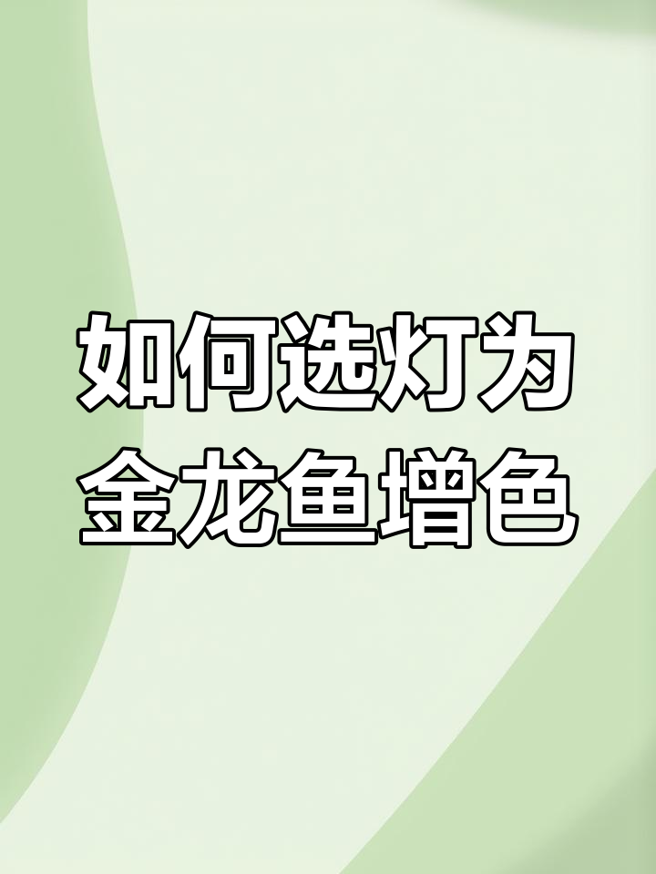 金龙鱼增色技巧:灯光选择与配置全攻略