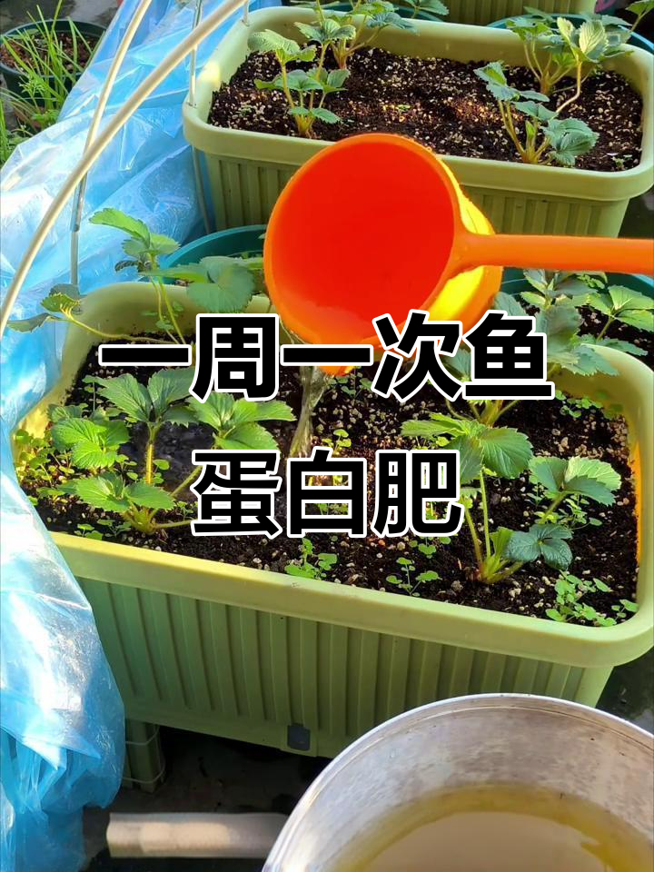 草莓蔬菜疯长秘诀:鱼蛋白有机肥让植物更健康