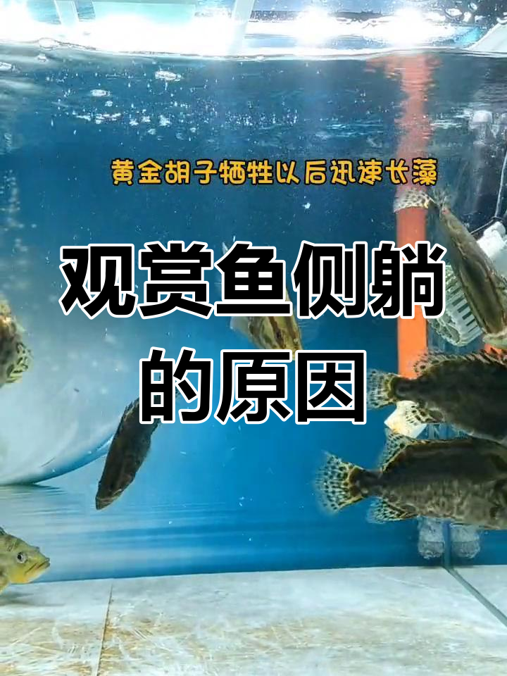 观赏鱼侧躺原因大揭秘:水质、喂食不当都可能造成