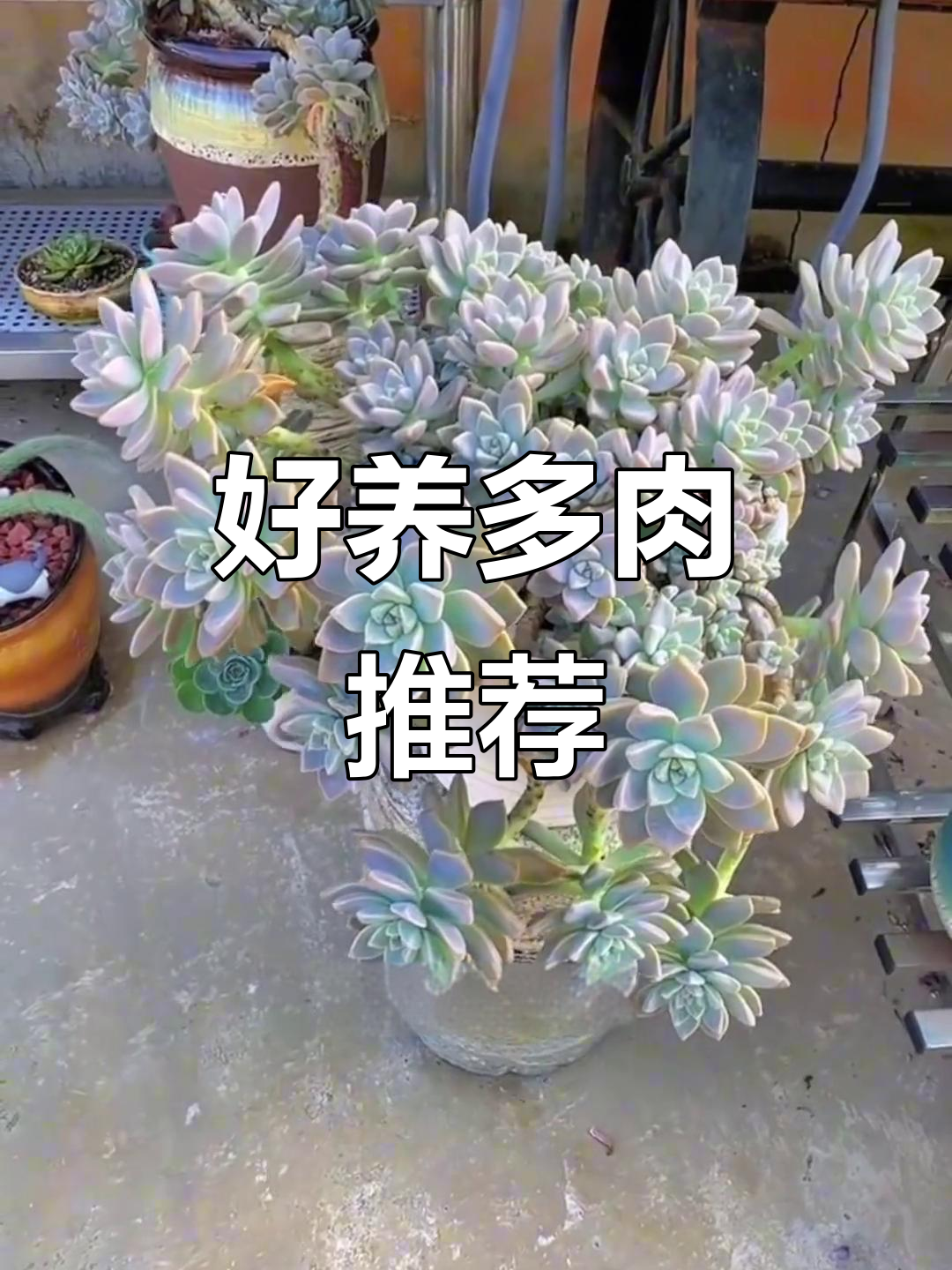 九款最容易养护的多肉品种,适合新手入门