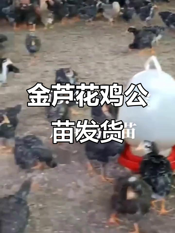 3.4两金芦花鸡公苗,快递班车均可发货