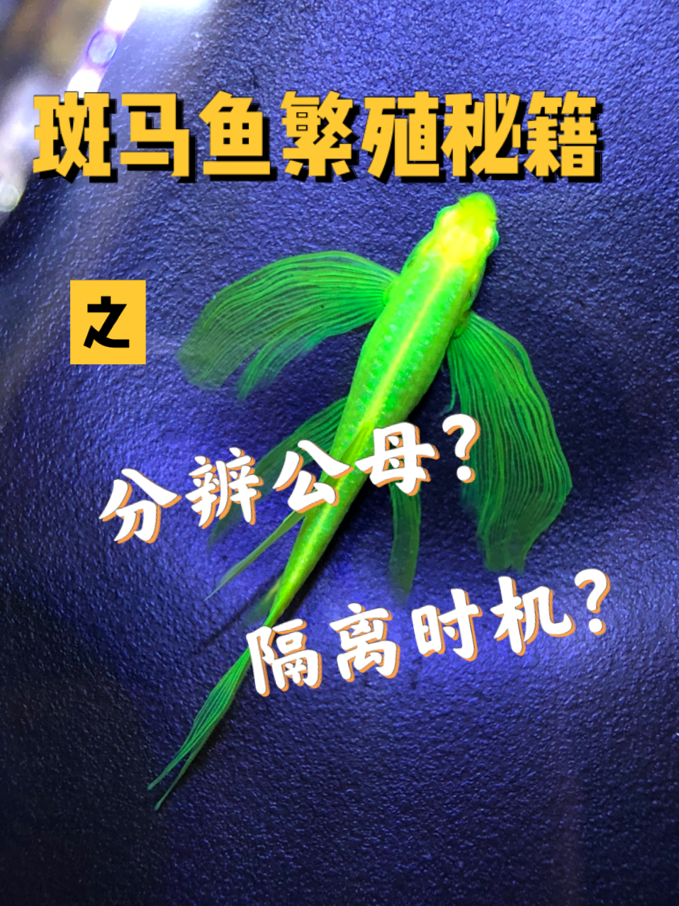 2步分清斑马鱼公母