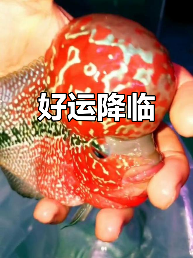 财神鱼现身，好运连连！