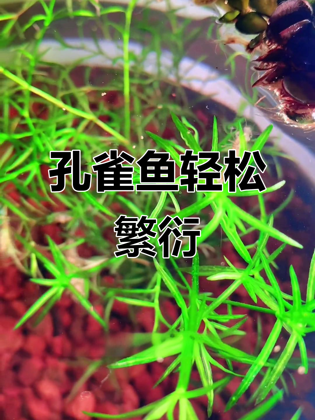 孔雀鱼自然繁殖秘诀：竹节草让缸内环境更完美