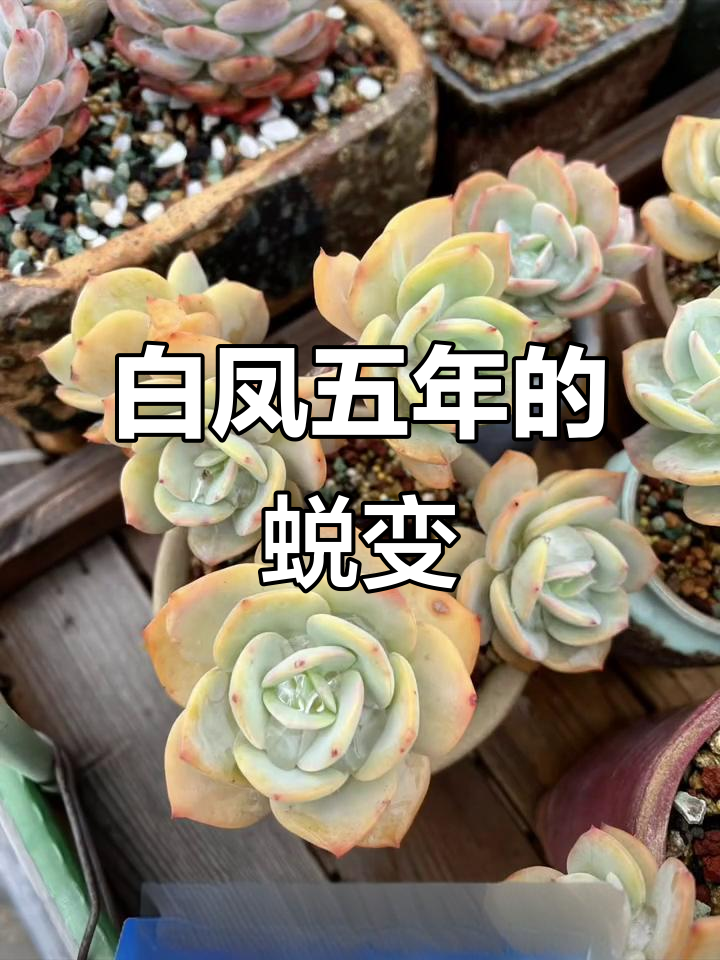 白凤五年露养变化大揭秘,多肉植物成长记