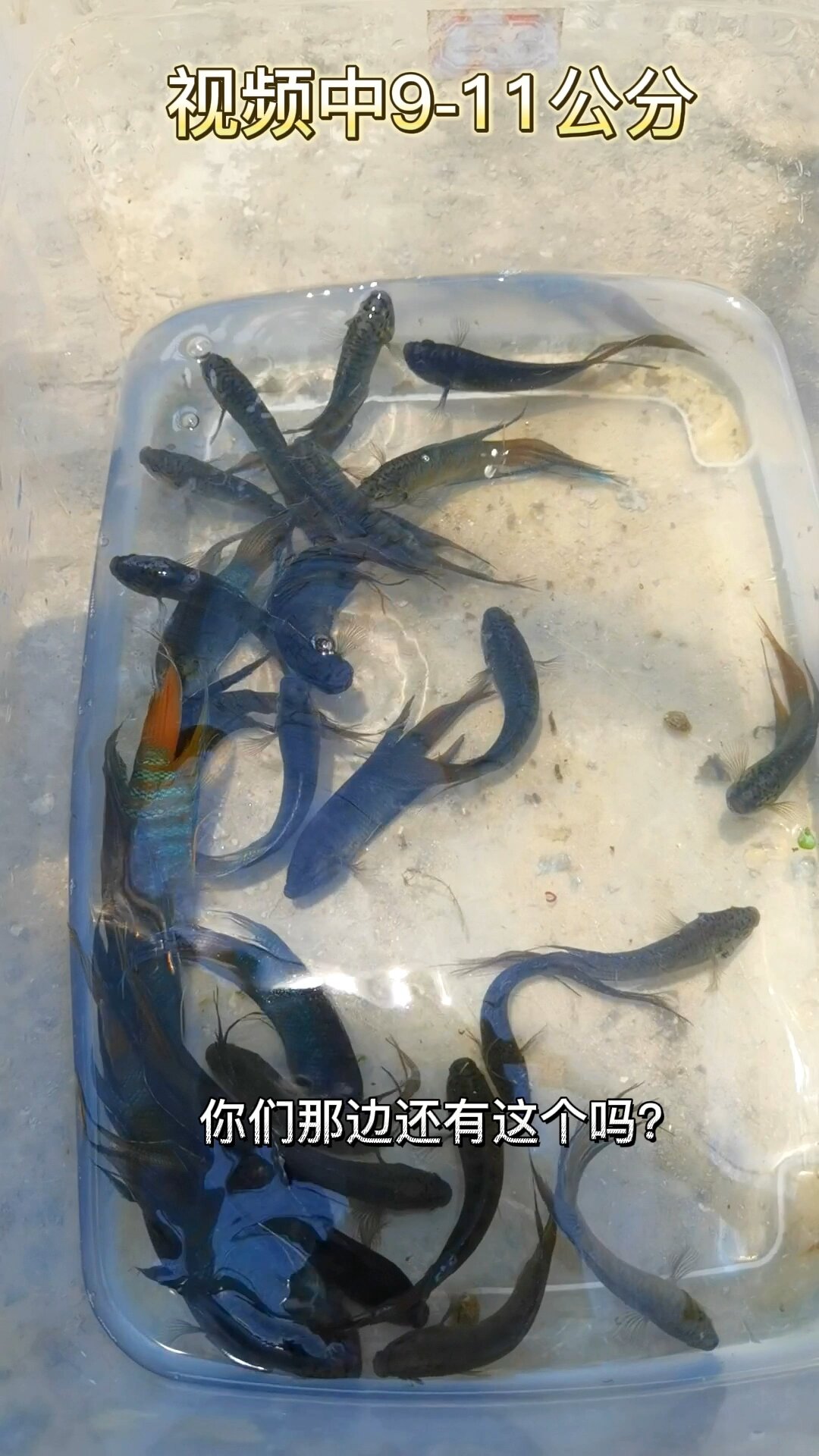 巨普蓝叉斗鱼可繁殖