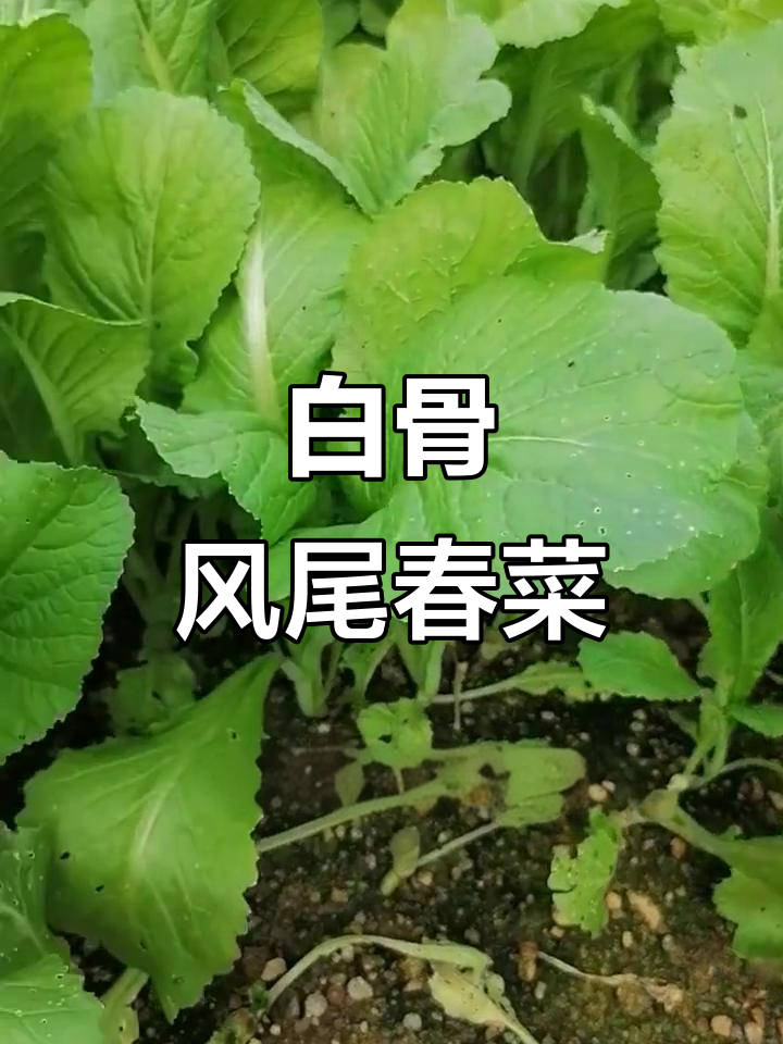 广东潮汕特色春菜,白骨凤尾口感脆嫩回甘