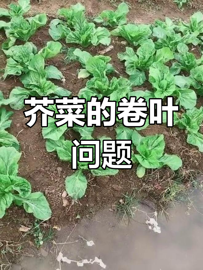 芥菜生长周期与黑杆病、病毒病防治