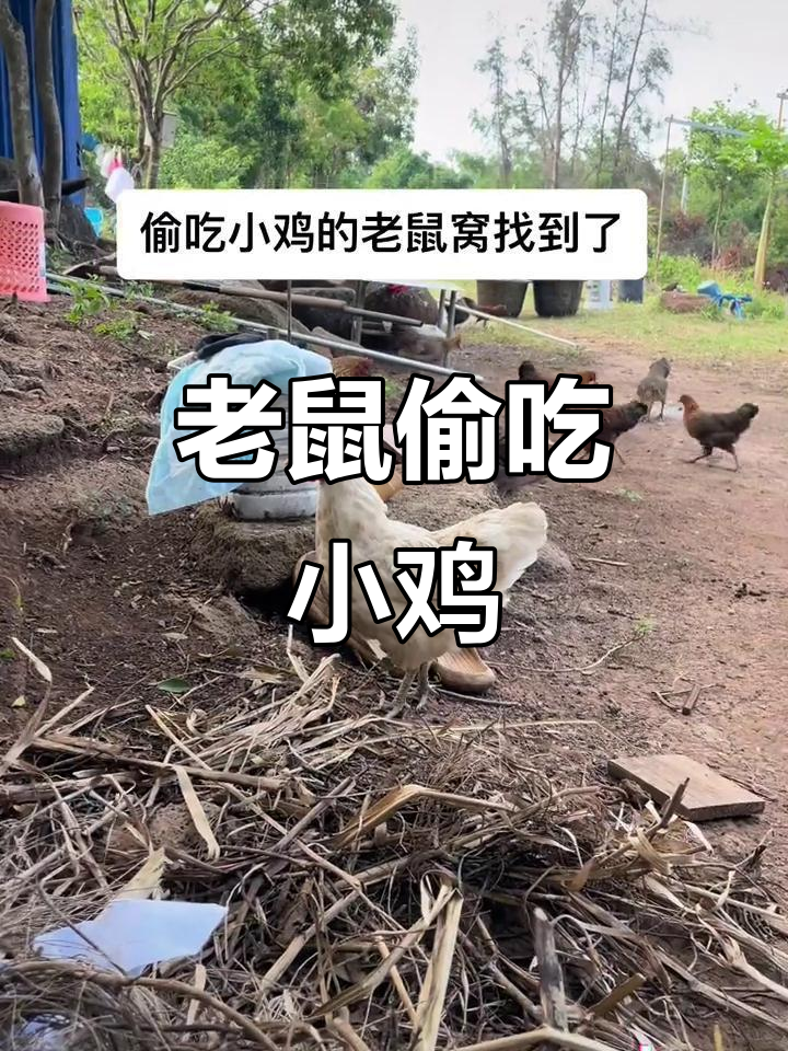 小鸡被偷吃,老鼠幼崽太可爱了