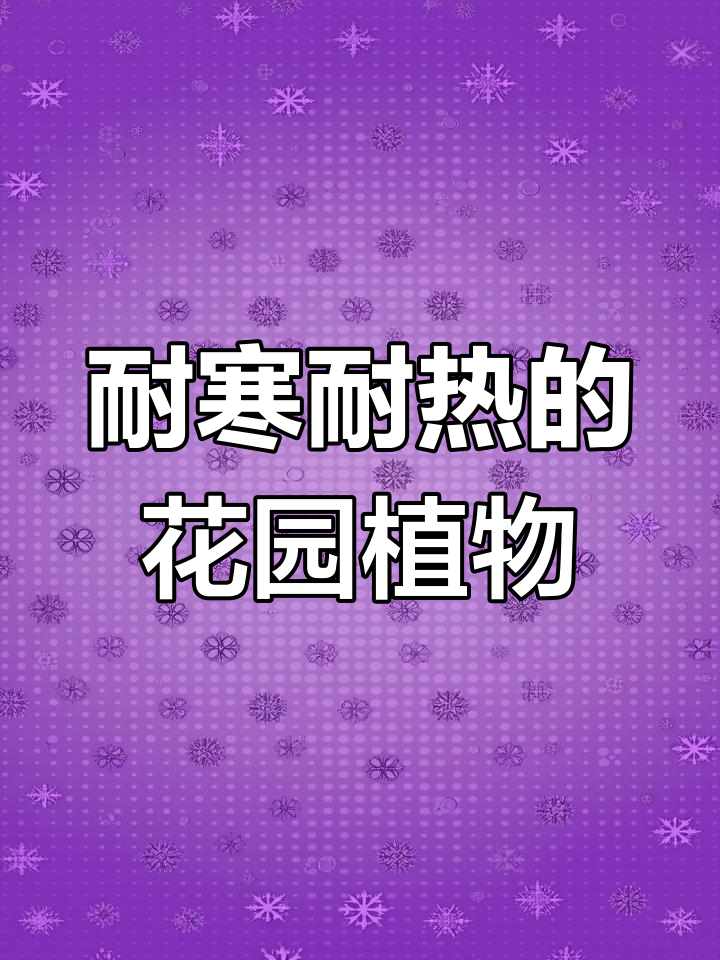 假龙头与千屈菜:耐寒耐热,四季常备良花