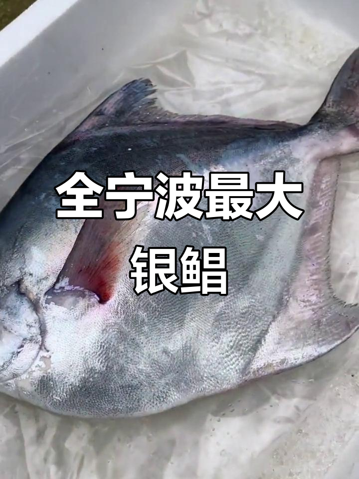 今年最大银鲳鱼现身,白鲳与银鲳有何区别?