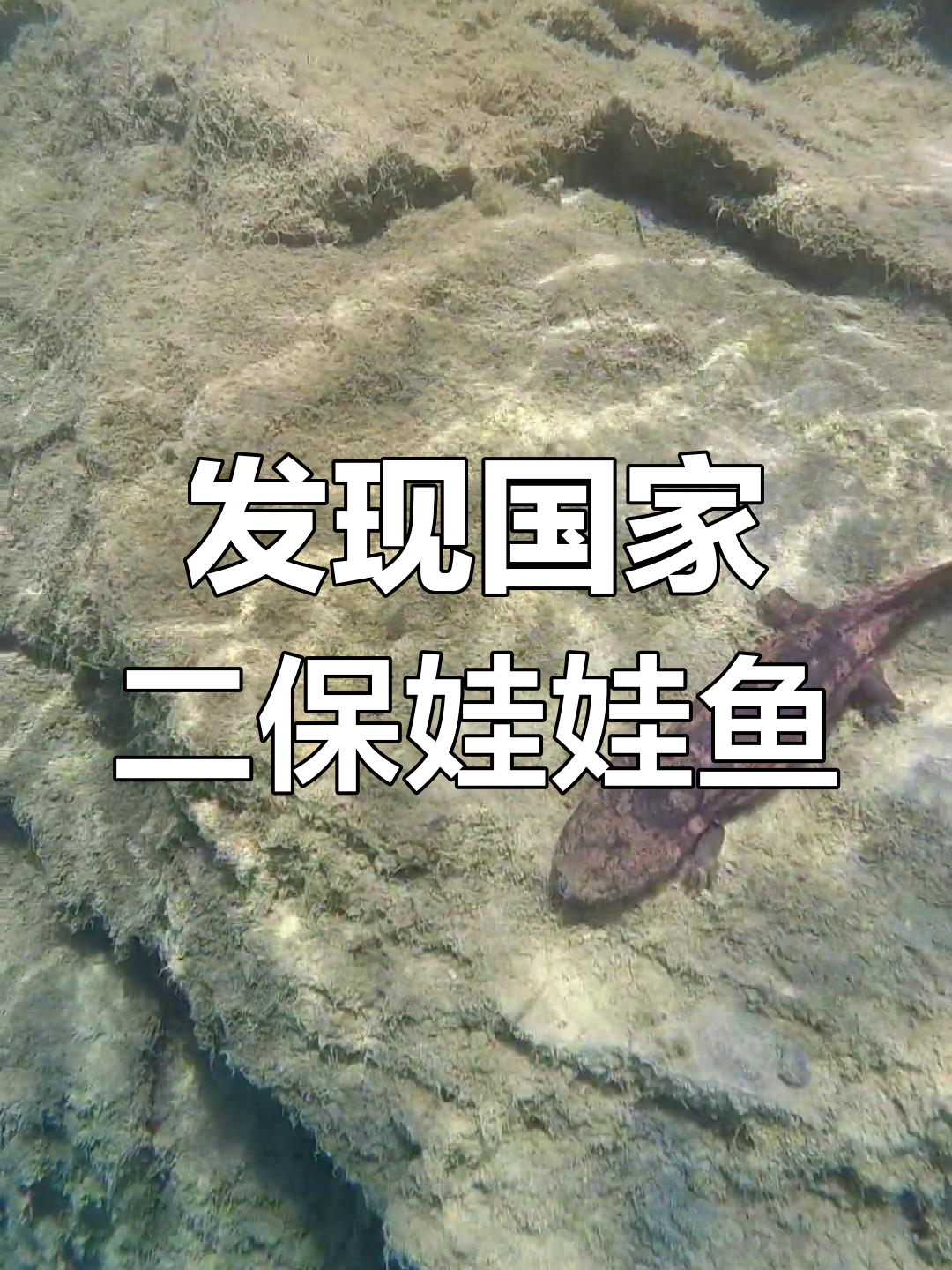 潜水抓到娃娃鱼,竟然是二级保护动物!水质好才能有它