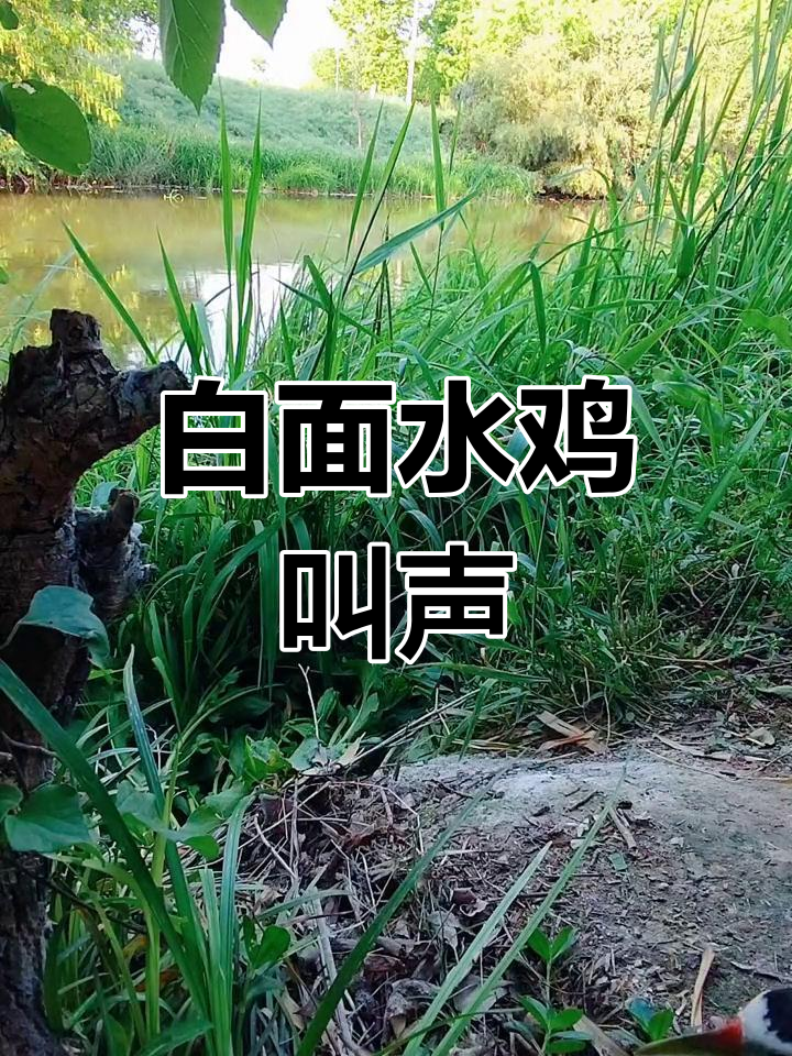春天田野中的白面水鸡,欢快鸣叫