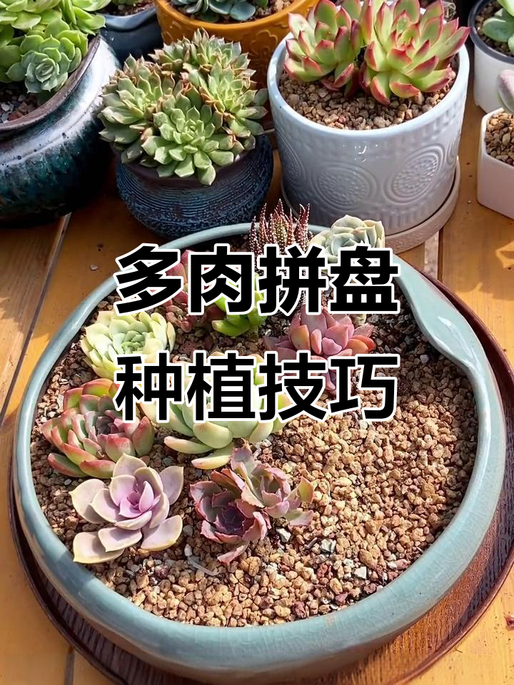 如何轻松种好多肉拼盘,步骤全解析
