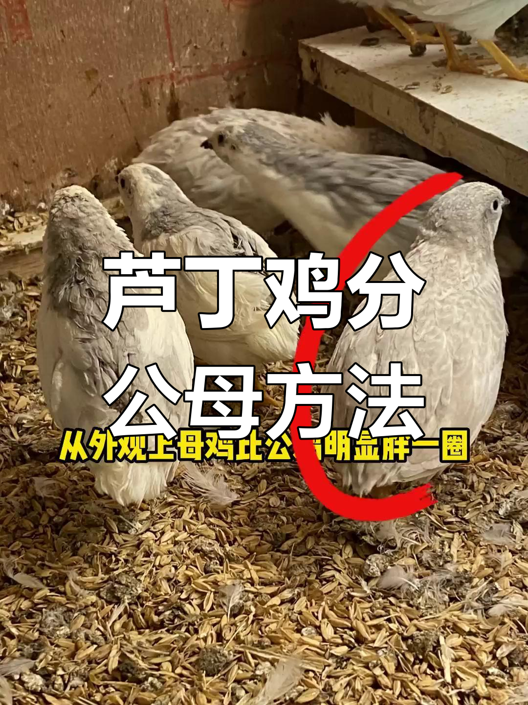 如何分辨芦丁鸡公母?简单技巧大揭秘