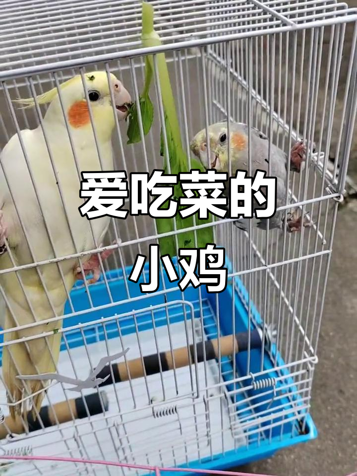 小鸡爱吃菜,吃不停