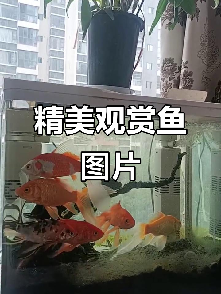 观赏鱼图片大赏，带你领略水族世界的美丽与神奇