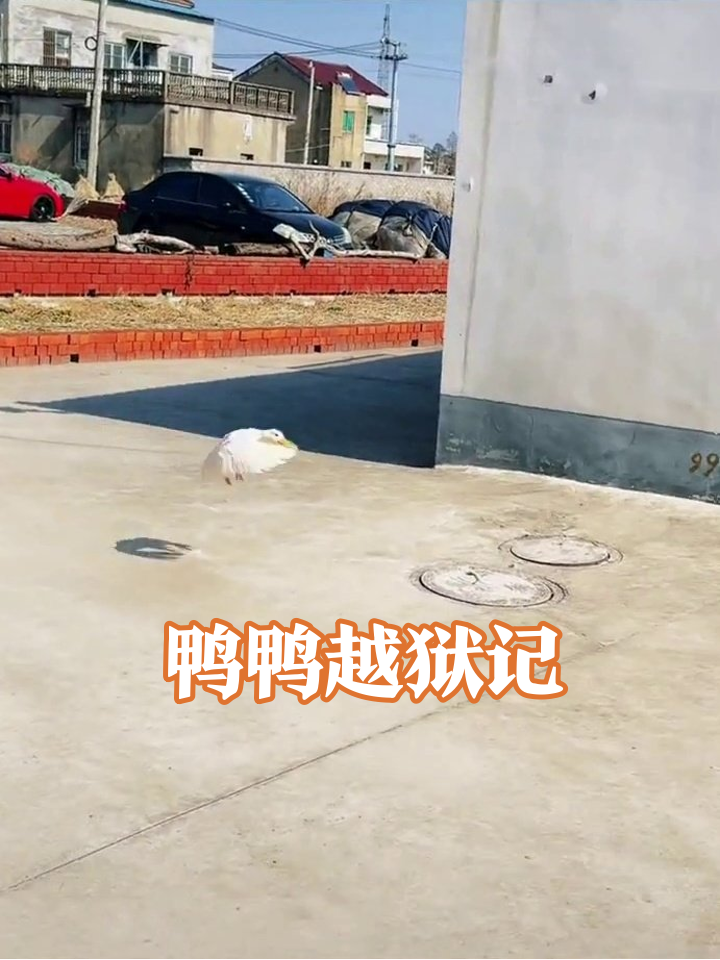 大妈遛鸭反被“甩”，白鸭上演越狱戏码笑翻网友